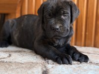 Üst Kalite Cane Corso Yavrular