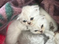 Sevimli sevimli scottish fold bebek yeni sahibini bekliyor
