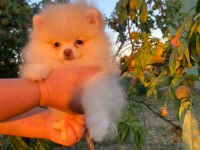 Pomeranian yavru köpeğimiz