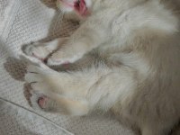Dünya Tatlısı Erkek Yavru Scottish Fold