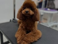 25.04.2025 doğumlu 2 erkek ve 2 dişi toy poodle max 3 kg