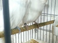 Muhabbet kuşu show jumbo