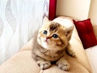 British shorthair golden