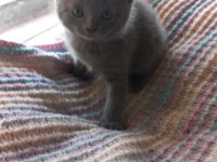 Scottish fold yavrumuzu sahiplendiriyoruz