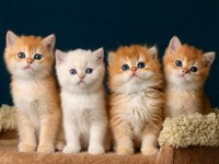 British Shorthair Ve Longhair Golden Yavrular