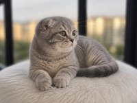 Mama Karşılığı Saf Kan Scottish Fold Dişi