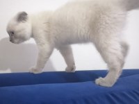 Daha tatlısı yok 3 aylık scottish fold