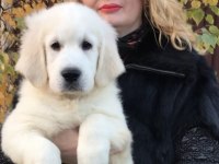 Golden Retriever Kapıda Ödeme Hizmetimiz Vardır