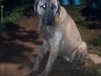 20 Aylık Dişi Kangal