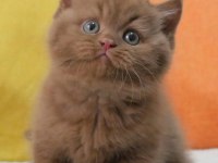 En Güzel Saf Kan Chocolate British Shorthair