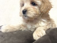 Bugün ve yarına özel maltipoo