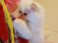 İran Persian erkek ve dişi yavrular