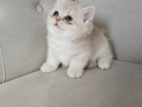 British shorthair golden cy ve ay yavrularım karşınızda