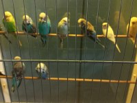 Show jumbo muhabbet kuşları