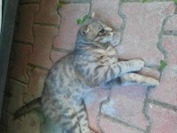 Erkek scottish fold 1 yaşında