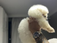 Pomeranian boo kar beyazı 2 aylık