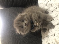 Saf kan scottish fold longhair yavrularım yuva arıyor
