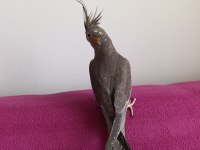 Yavru Sultan Papağanı