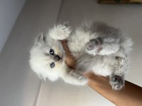 Erkek dişi scottish fold yavrular