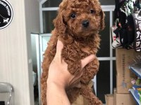 Dünya Tatlısı Poodle Yavruları