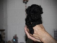 Safkan anne altından toy poodle bebekler