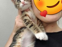 SOKAKTAN KURTULAN 2 KARDEŞ KEDİYE ACİL YUVA