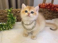 GOLDEN NY12 AYI SURATLI BRİTİSH BEBEKLER