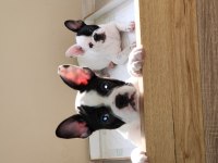 Fransız bulldog yavrularımız yeni yuvalarına hazırlar