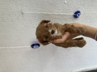 Teacup Kore Maltipoo