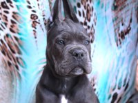 FCI-KIF SECERELİ SAFKAN CANE CORSO