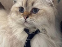 Yetişkin genç Erkek British longhair