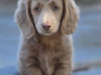 LONGHAİR EŞSİZ GÜZELLİKTE DACSHUND (SOSİS)