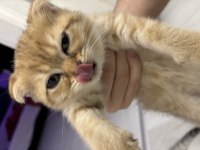 Turuncu Scottish Fold