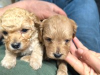 Poodle ayarında maltipoo yavrular