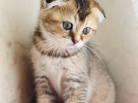 Birbirinden sevimli scottish fold yavrular