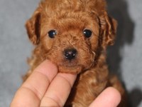 IRK GARANTİLİ SHOW KALİTE TOY POODLE