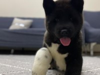 1 ay 20 günlük american akita dişi