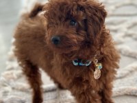 YAKIŞIKLI POODLE OĞLUM PAFİ