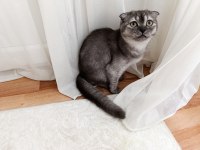 Scottish fold 6 aylık kedim