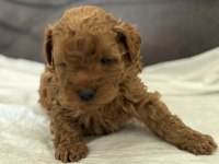 Harika Kalitede Toy Poodle Yavrularımız