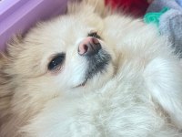 Annelik Tecrübeli Yetişkin Dişi Pomeranian Boo Köpekler