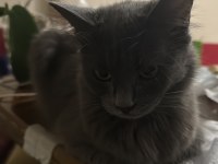 ücretsiz 6 aylık british longhair