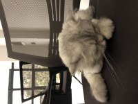 6 AYLIK ERKEK Chinchilla