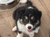 Zeka Küpü Çok Özel Border Collie Yavruları