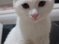Beyaz Yavru Scottish Fold Cins Kedimize Yuva Arıyoruz