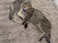 Dişi british shorthair yavrumuz yuvasını arıyor