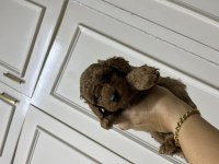 Sevecen tatlı poodle bebişler