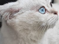 Çipli dişi british shorthair