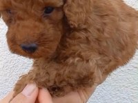 8 adet toy poodle uyguna sahiplendirilecek acil