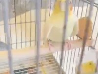 Albino litino takım sultan papağanı